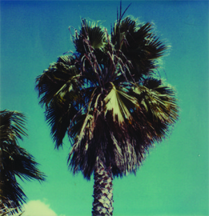 Palm